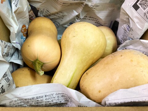 ねっとり濃厚！バターナッツかぼちゃ【5㎏】＃栽培期間中農薬・化学肥料不使用