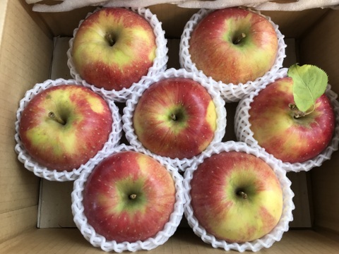 葉とらず　北斗　約5kg【2025年産】