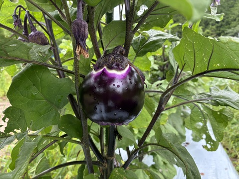 フィレンツェなす　ビステッカ