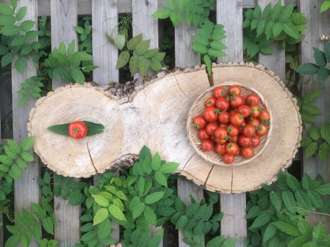 北海道産！自然栽培！トマト！シンディースイート１kg