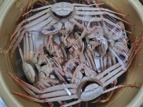 １０月解禁！卵がぎっしり　訳あり『本ズワイガニのメス』１キロ　新潟県村上市笹川流れ