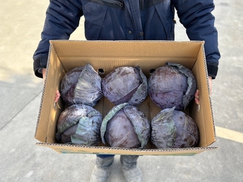 彩り鮮やか！　レッドキャベツ（紫キャベツ）厳選大玉　６玉入り