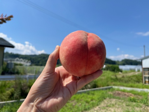 《旬の白桃》家庭用 2kg