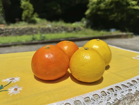 土佐小夏（高糖度種有り系）とセミノールのセット（ご家庭用）10kg 化学系農薬を使わない栽培