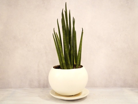 ミニ観葉植物【サンスベリアバキュラリス × 白丸陶器】高さ約33cm×横約