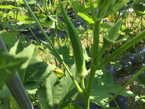 丸オクラとじゃがいもセット【農薬・化学肥料 不使用】大家族向け