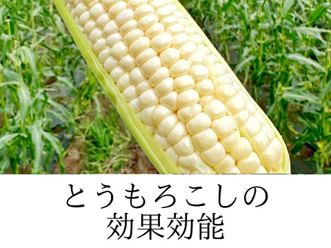 抜群の甘さ✨【10本セット　朝採り即日発送】白いとうもろこし