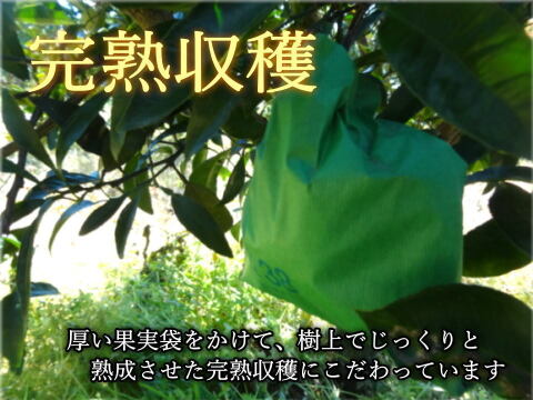 【300円値下げ中★極上の食べ比べ】🏆みかん柑橘グランプリ2026最高金賞含む最多４部門受賞の「木熟せとか」＆店長イチ押しの高糖度「甘熟デコ」サイズ混合　お試し品　約3.25ｋｇ【415-325k】