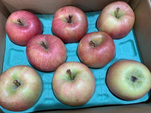 🏆2025年りんごGP金賞受賞🎊青森県産りんご　蜜たっぷり葉とらず高徳　家庭用【2㎏　5～10個入り】