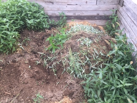 朝採り！北の畑から『行者ニンニク』今しかない旬な味300g