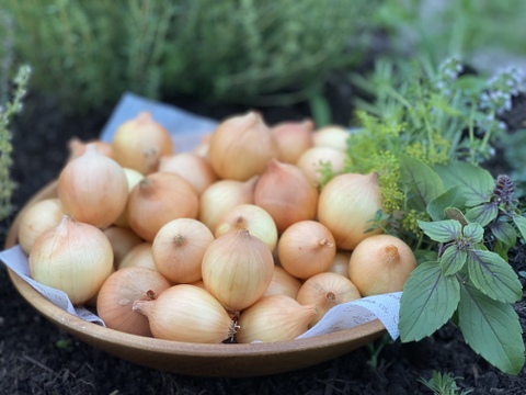 ハーブ農家が栽培した農薬不使用ペコロス5kg(サイズ混合)