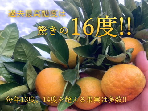 【３箱まとめ買い】大感動！糖度16度越え！魔法のみかんと話題！こんなにみかんって甘いんだ！極早生みかん「ゆら早生」の最高峰！薄皮と濃厚な味わい「ゆらりん」お試し品２ｋｇ３箱セット【225-2k-3】