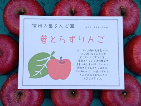 信州産葉とらずサンふじプレミアム5kg11〜18個入り　信州古畠りんご園直送　ご贈答用にもおすすめ