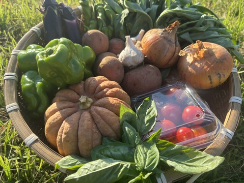 自然栽培 丹沢山麓の固定種・在来種野菜Sセット 4品種　農薬・化学肥料・動物性肥料は一切不使用  菌ちゃん農法