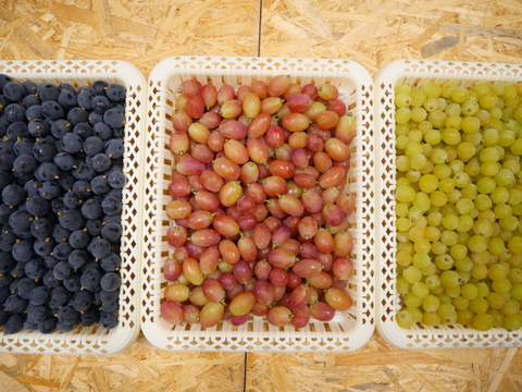 【予約販売】2026年度　3色の宝石箱セット（サンシャインレッド、シャインマスカット、BKシードレス）700g