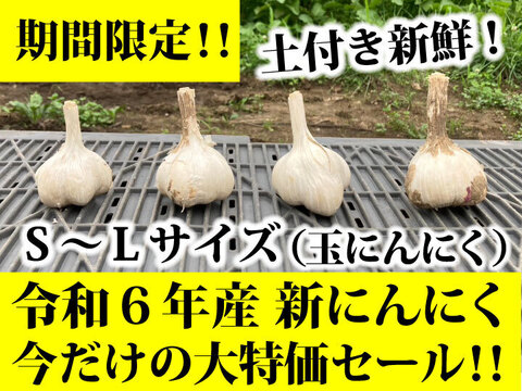 【今だけの大特価セール！】令和６年新物 ３キロ！ 青森県産にんにく 最高級品種 ホワイト６片 土付き玉