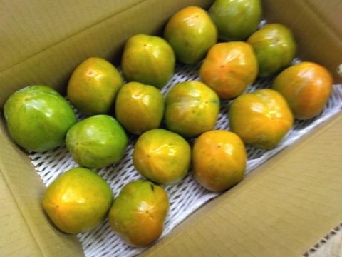 甲州百目（干し柿用渋柿）ご家庭用4ｋｇ(12～16個）