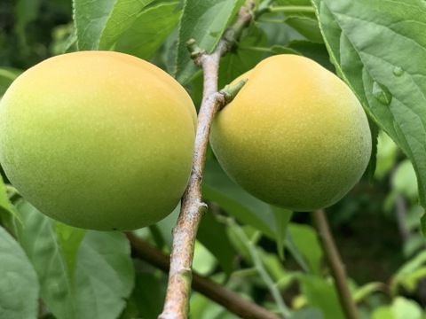 まじりっけなし！梅シロップ梅酒に最適！『色づき白加賀』3kg 自然栽培の梅。様々なレシピに。農薬不使用