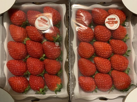 埼玉県特産いちご　べにたま