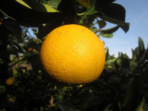 瀬戸内よりお届け！柑橘はっさく（八朔）ジュース　1.000mℓ×3本【無添加・果汁１００％】
