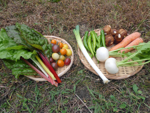 一人暮らしの方に・季節の野菜セット５～７品（Ｓサイズ・1～1.5kg前後）【お試しサイズ】