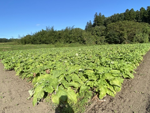 青森のおいし〜い『ごぼう』
