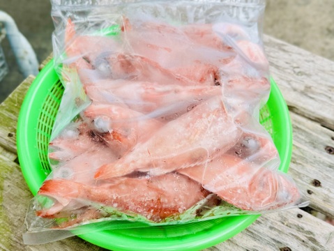 駿河湾の小さな夢カサゴ 約1kg（20尾前後）〜下処理済〜
