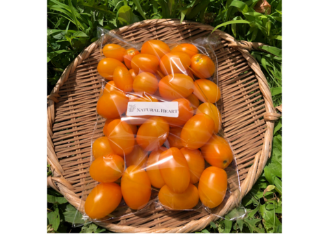 希少な【自然栽培】のミニトマト【アイコ黄】（1kg）