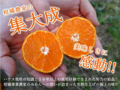 【冬ギフト】甘～い完熟みかんの食べ比べ！レア品種も入った２品種が楽しめる豪華詰め合わせ！厳選プレミアムギフト　黒の化粧箱（大）　二種詰め合わせ　約２ｋｇ入「熨斗対応可」【商品番号132】