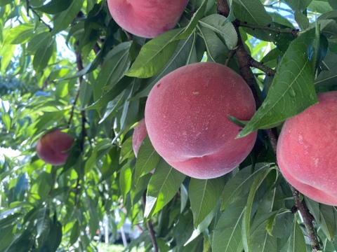 【2026年予約】『さくら白桃』カリッと硬めの甘い桃！9月に食べられる希少品種