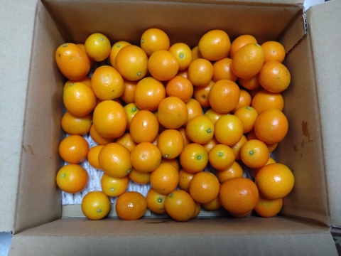 【家庭用】種ごと丸ごときんかん計1.5kg