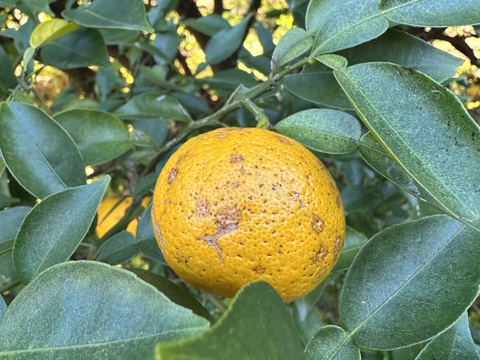 【2025年限定】自然栽培・樹上完熟！外観無選別の種なし本ゆず多田錦【大盛】80サイズ4.5kg(今年は外観レベルに難があるためプライスダウンしました)