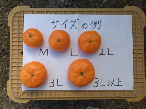 蔵出し貯蔵晩生みかん(2Lサイズ5kg
・約30個)