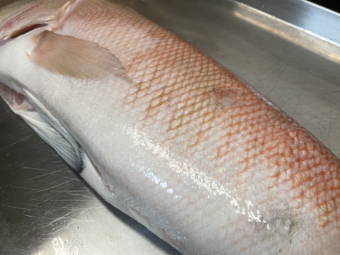 幻の超高級魚/白甘鯛/白皮/処理済み/850g【冷凍】【1点限定】【在庫あり】