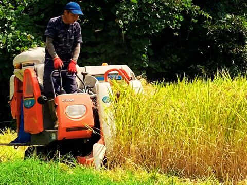 令和8年産新米】予約販売 農家直送！熊本県産ヒノヒカリ10kg◇自家農園