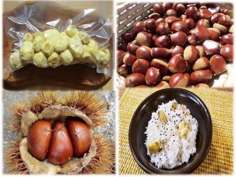 【筑波栗６０日氷温熟成】糖度2倍以上の筑波栗　農薬不使用 むき栗真空パック冷凍