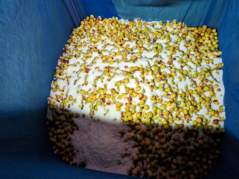 【有機JAS認証】【訳あり】令和7年産有機梅干しの「つぶれ梅」。300g特大サイズ4L