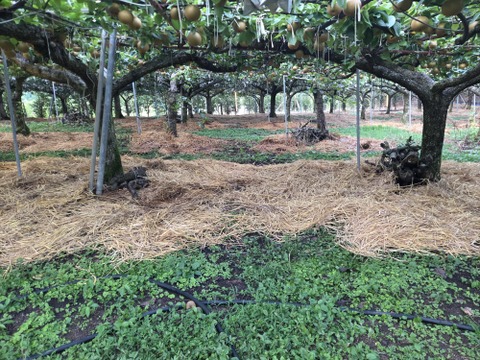 ハニー豊水🍐梨、3キロダンボール箱🍐5～8玉入り：佐賀県産の豊水