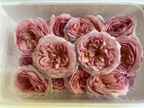 JAS認証栽培！新鮮で完熟の食べられる希少なバラ・薄ピンク(100g・15〜20輪)