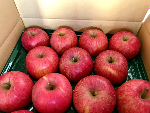 福島の美味しい林檎　サンふじ2ｋｇ（6～9玉）　ギフト・贈答用りんご
