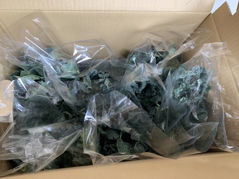 【たくさん食べてください♪】春の茎ブロッコリー（アレッタ　主茎） ボリューム満点　“3500g” from 名水の里　神奈川県秦野市