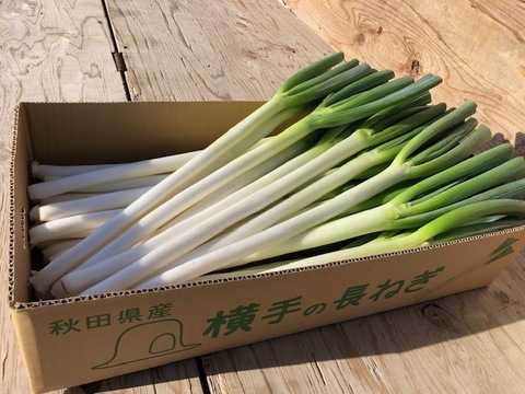 横手盆地の恵み　長ねぎ　約5㎏（30～50本）