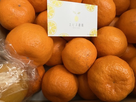 【先行予約】美味しさギュッと！瀬戸内のポンカン（ご家庭用・4Kg）