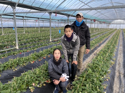 朝摘みいちご🍓まほろばの朱(あかり)２.０極上品おいCベリー300g×2パック【数量限定】