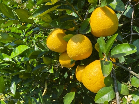 河内晩柑　(ご家庭用３kg)