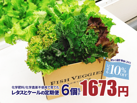 新鮮採れたて！化学肥料/化学農薬不使用だから安心して食べられる！レタスとケールの定期便 6個セット
