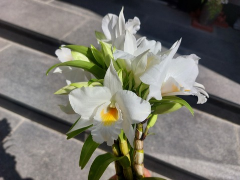 【母の日プチギフト】フォーミディブルのかわいい花束