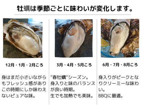 噂のバージンオイスター15個 三陸宮城女川産 殻付き 生牡蠣 生食用 春牡蠣シーズン ギフト のし対応可