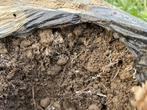 昔ながらの懐かしい味！さつまいも2kg