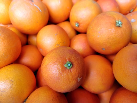 【農薬不使用】訳アリブラッドオレンジ（タロッコ種）　3㎏